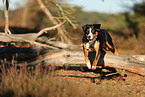 adult Appenzell Mountain Dog