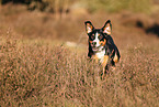 adult Appenzell Mountain Dog