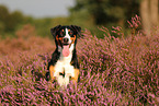 Appenzell Mountain Dog