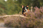 Appenzell Mountain Dog