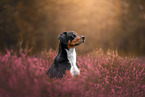 Appenzell Mountain Dog