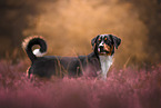 Appenzell Mountain Dog