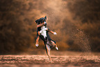 Appenzell Mountain Dog