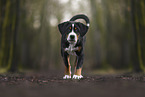 Appenzell Mountain Dog