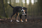 Appenzell Mountain Dog