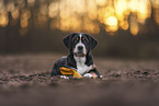 Appenzell Mountain Dog