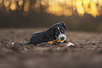 Appenzell Mountain Dog