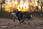 Appenzell Mountain Dog