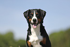 Appenzell Mountain Dog