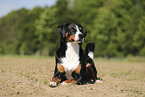 Appenzell Mountain Dog