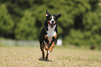 Appenzell Mountain Dog