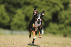Appenzell Mountain Dog