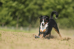 Appenzell Mountain Dog