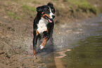 Appenzell Mountain Dog