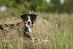 Appenzell Mountain Dog