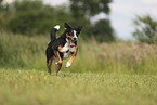 Appenzell Mountain Dog