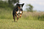 Appenzell Mountain Dog