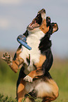 Appenzell Mountain Dog