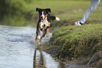 Appenzell Mountain Dog