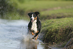 Appenzell Mountain Dog
