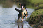 Appenzell Mountain Dog