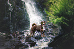 Appenzell Mountain Dog