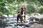 Appenzell Mountain Dog