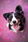 Appenzell Mountain Dog