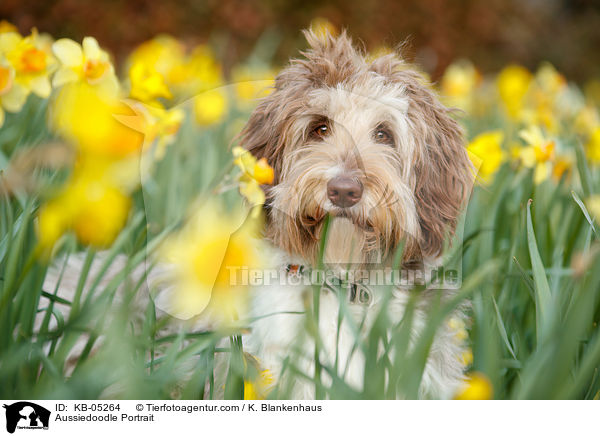 Aussiedoodle Portrait / Aussiedoodle Portrait / KB-05264