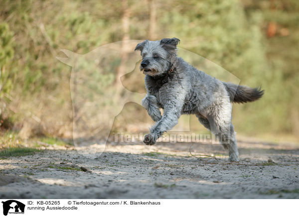 rennender Aussiedoodle / running Aussiedoodle / KB-05265