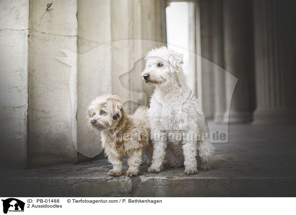 2 Aussidoodles / 2 Aussidoodles / PB-01488
