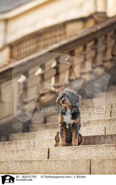 Aussidoodle / Aussidoodle / JEB-01790