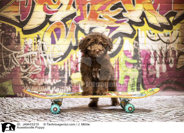 Aussidoodle Welpe / Aussidoodle Puppy / JAM-03215