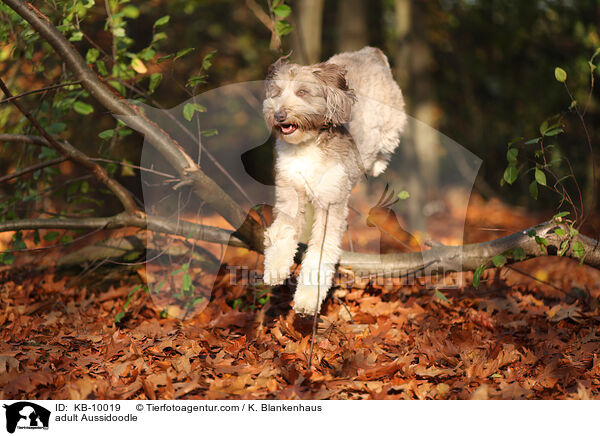 ausgewachsener Aussidoodle / adult Aussidoodle / KB-10019