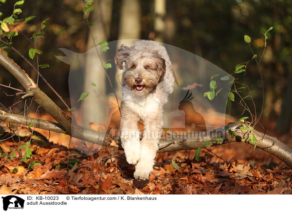 ausgewachsener Aussidoodle / adult Aussidoodle / KB-10023