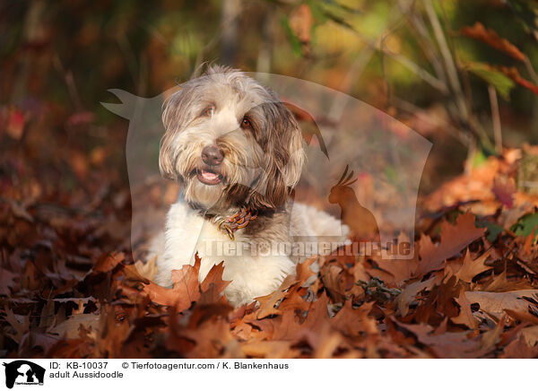 ausgewachsener Aussidoodle / adult Aussidoodle / KB-10037