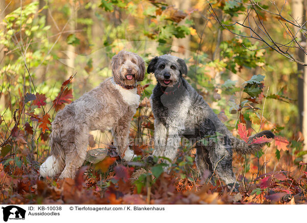 Aussidoodles / Aussidoodles / KB-10038