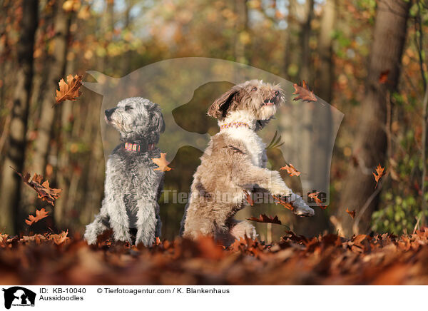 Aussidoodles / KB-10040