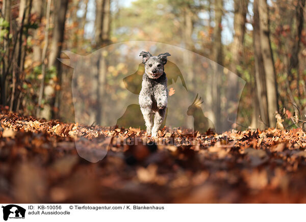 ausgewachsener Aussidoodle / adult Aussidoodle / KB-10056