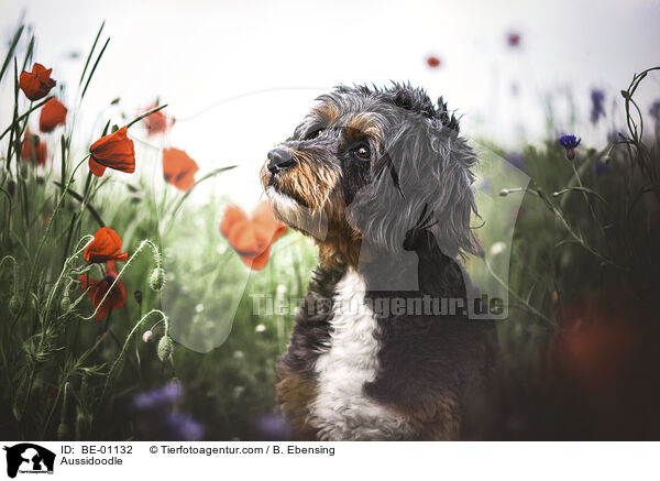 Aussidoodle / Aussidoodle / BE-01132