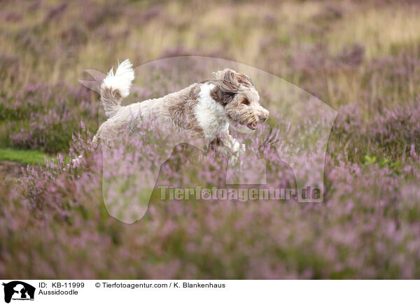 Aussidoodle / Aussidoodle / KB-11999