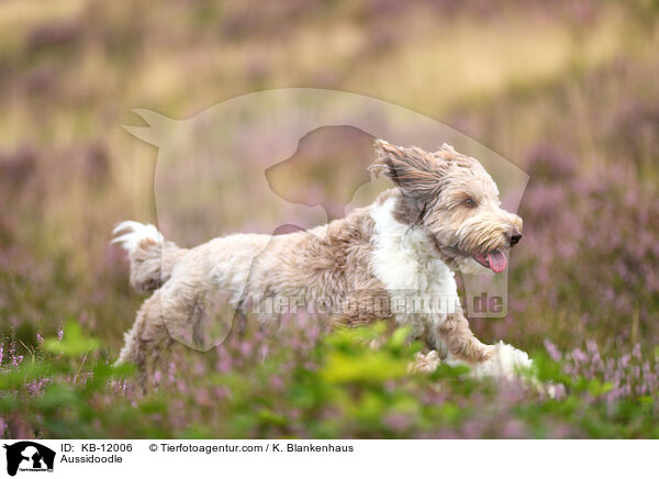 Aussidoodle / Aussidoodle / KB-12006