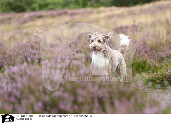 Aussidoodle / Aussidoodle / KB-12009