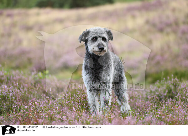 Aussidoodle / Aussidoodle / KB-12012