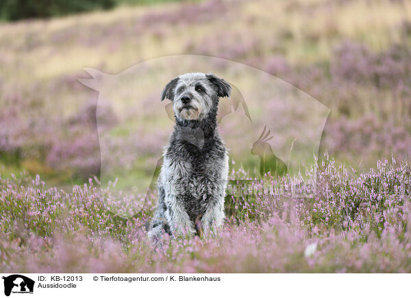 Aussidoodle / Aussidoodle / KB-12013