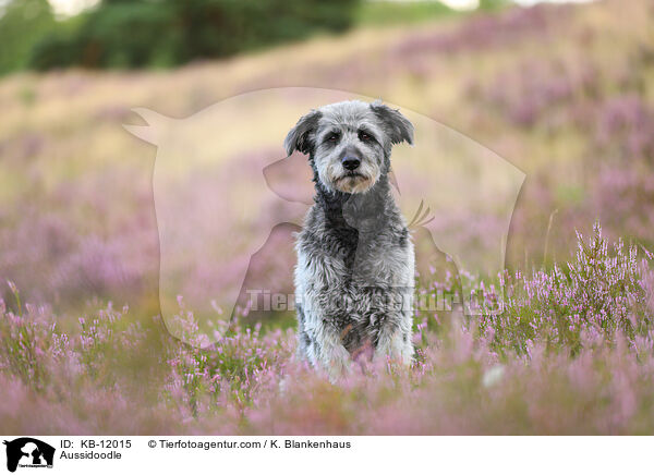 Aussidoodle / Aussidoodle / KB-12015