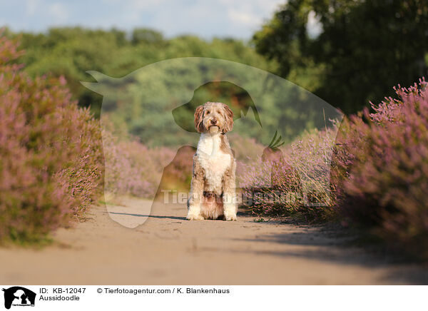 Aussidoodle / Aussidoodle / KB-12047