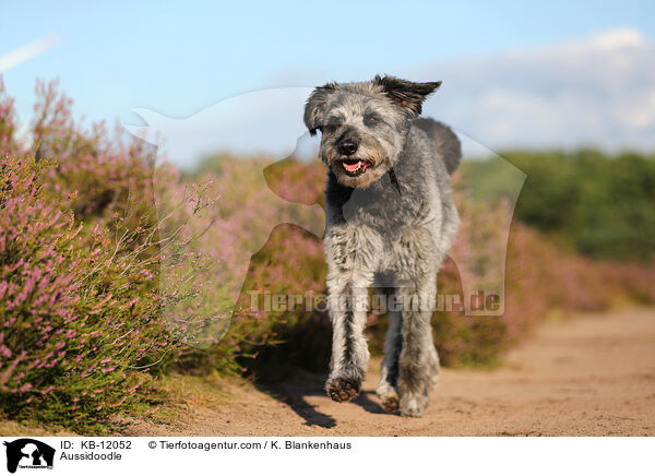 Aussidoodle / Aussidoodle / KB-12052
