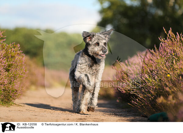 Aussidoodle / Aussidoodle / KB-12058
