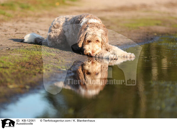 Aussidoodle / Aussidoodle / KB-12061